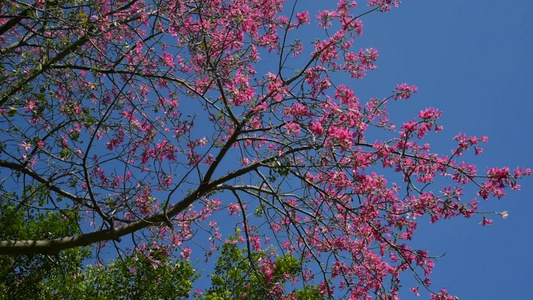 盛开的异木棉花树视频