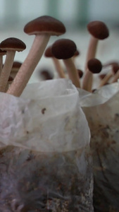 高清蘑菇绿色产品视频