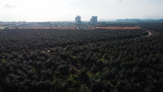 配有背景住宅共有公寓的油棕榈种植园视频