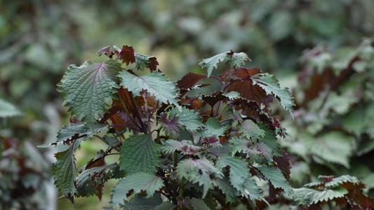 紫苏种植实拍视频