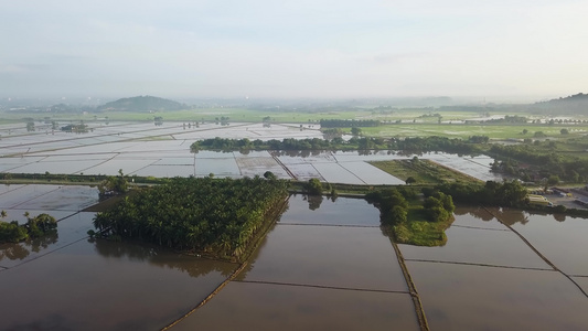 空中观察油棕榈种植园视频