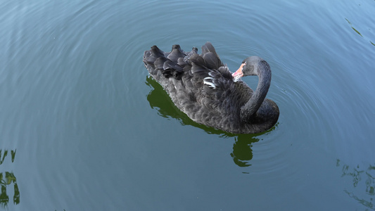 水上的黑天鹅视频