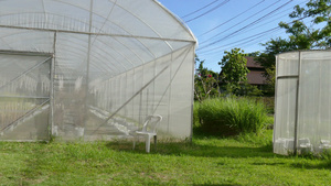 苗圃温室种植蔬菜10秒视频