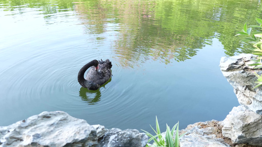 天鹅戏水视频