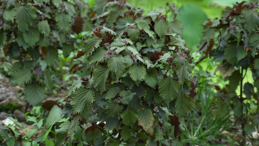 紫苏种植实拍视频