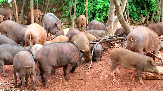 野生野猪在Khao phra kru庙保护区的地面上吃水果和蔬菜视频