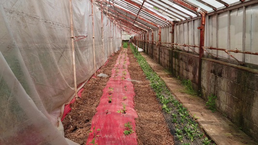 贫穷的男子绿屋,种植年轻的番茄植物视频