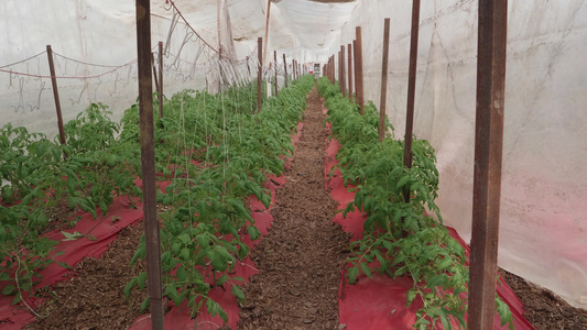种植番茄植物视频