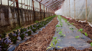 种植和照顾番茄树幼苗10秒视频
