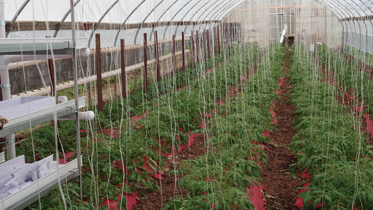 贫穷的男子绿屋,种植年轻的番茄植物视频