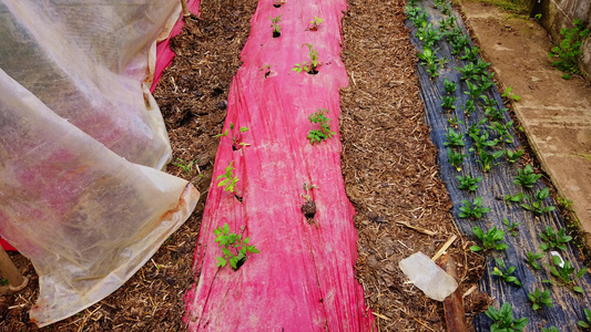 贫穷男子绿屋,种植和照顾年轻的番茄树幼苗视频