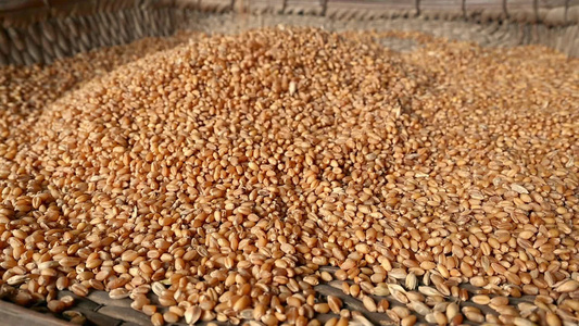 小麦麦穗农业三农粮食丰收视频素材视频