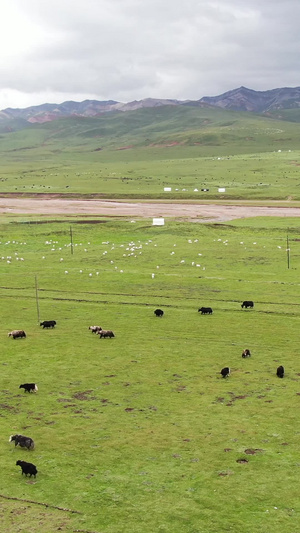 祁连山草原牧场航拍视频旅游目的地63秒视频