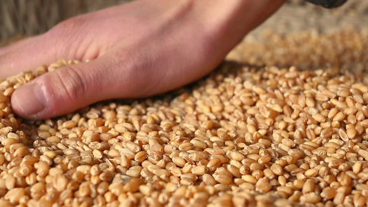 小麦麦穗农业三农粮食丰收视频素材视频