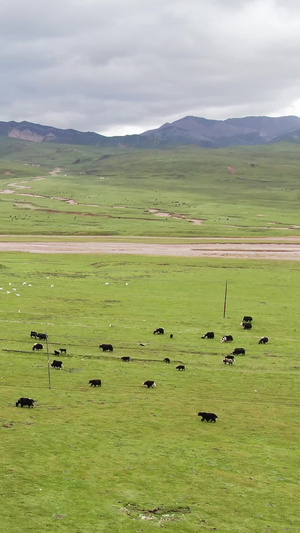 祁连山草原牧场航拍视频畜牧业63秒视频