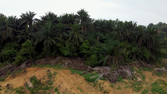 泥土土壤中的死油棕榈树视频