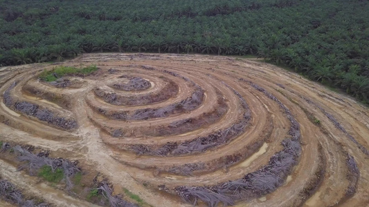 观察小山上的死油棕榈树视频