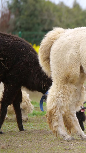 羊驼羊驼牧场视频