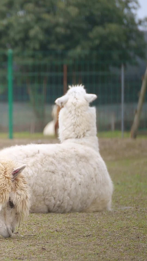 羊驼羊驼牧场31秒视频