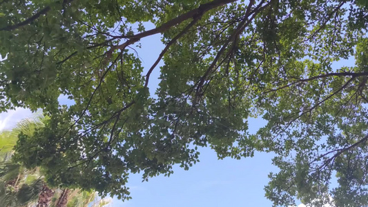 蓝天白云风吹树枝树叶植物实拍视频