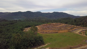 油棕榈种植园10秒视频