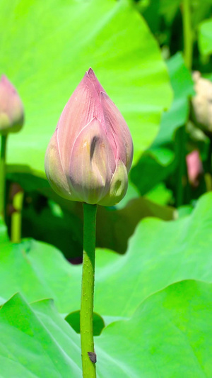 夏季荷花花骨朵合集莲花池30秒视频