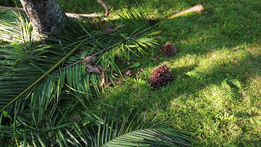 在阳光明媚的白天,向油棕榈水果移动视频