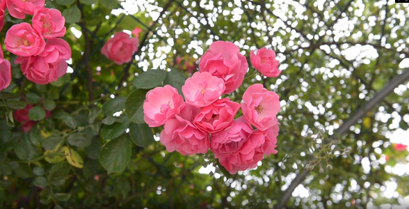 盛开的蔷薇花视频