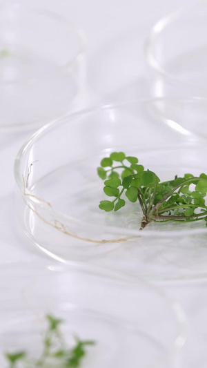 圆形玻璃器皿中的各种实验叶子11秒视频