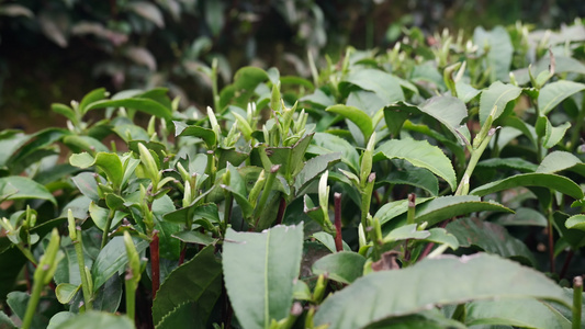 茶园茶叶茶山明前茶采摘视频