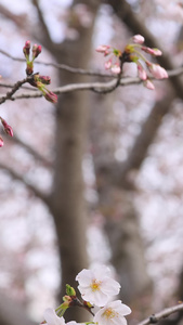 捧起白樱花视频