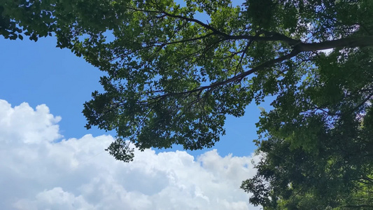 蓝天白云风吹树枝树叶植物实拍视频