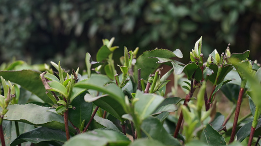 茶园茶叶茶山明前茶采摘视频