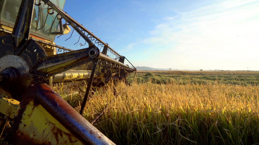 农牧业剪切和收割小麦的结合农业,电影制片人 Standicam拍摄视频