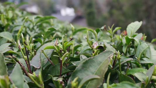 茶园茶叶茶山明前茶采摘视频