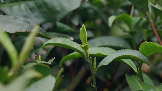 茶园茶叶茶山明前茶采摘视频