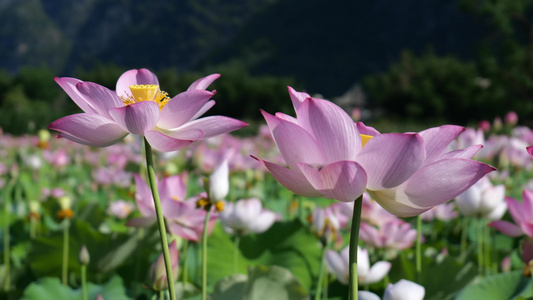 唯美荷花宣传夏日素材视频