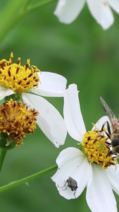 蜜蜂采蜜采花粉实拍素材蜜蜂飞舞视频