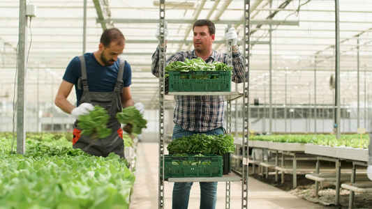 现代温室收割绿色沙拉的农场工人视频