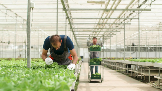 正在种植有机绿色沙拉的温室农场工人视频