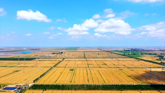 小麦收割粮食收获实拍素材视频