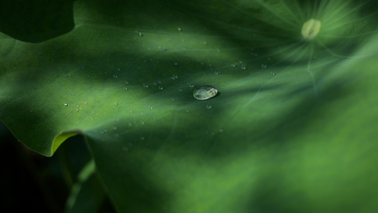 荷叶水滴水珠_雨水雨滴滑落视频