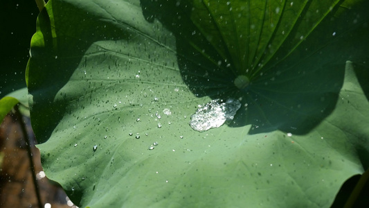 荷叶水滴水珠_雨水雨滴滑落视频