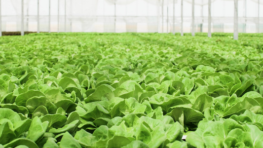 在一个拥有现代技术的温室里种植有机绿色沙拉视频