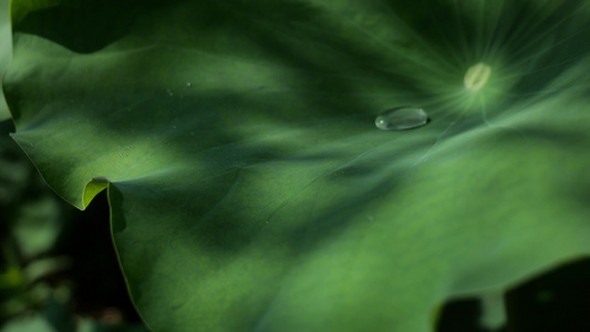 荷叶水滴水珠_雨水雨滴滑落视频