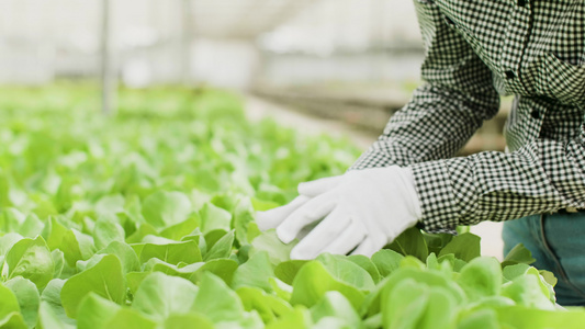 女农工在温室检查绿色植物视频