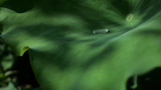 荷叶水滴水珠_雨水雨滴滑落视频