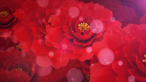 玫瑰花背景视频素材30秒视频