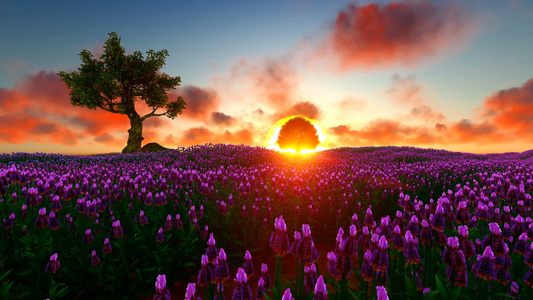 在美丽的夕阳下 青紫草地视频