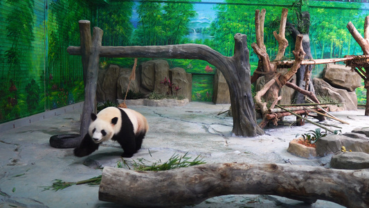 动物园里的熊猫视频